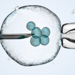 IVF embryos