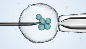 IVF embryos