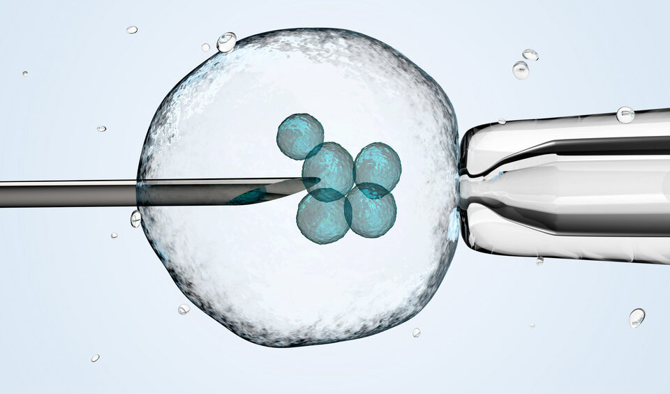 IVF embryos