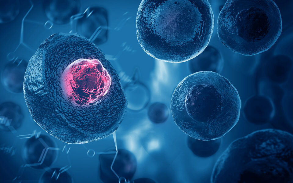 Skin cells