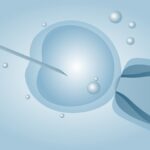IVF embryo implantation